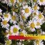 Kamilica