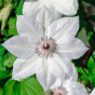 Clematis  Miss Bateman