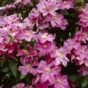 Clematis Comtesse de Bouchaud