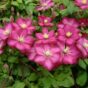 Clematis