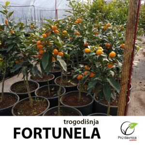 Fortunela Kumkvat Kineska pomorandža