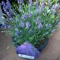 Lavanda žbun