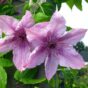 clematis