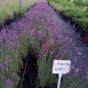 lavanda