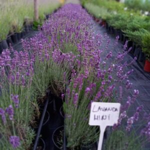 lavanda