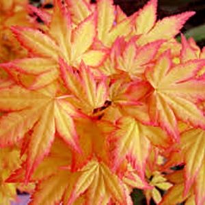 acer-palmatum-orange-dream