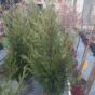 Green Rocket Leylandii