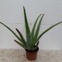 Aloja vera