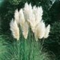 Pampas trava Cortaderia bela