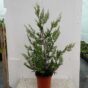 Cupressocyparis Leylandii 60 cm