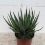 Aloja vera