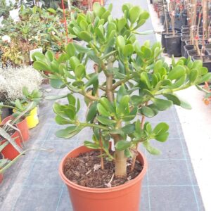 Krasula 40+ cm