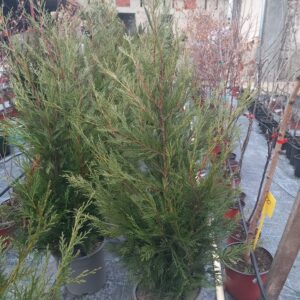Green Rocket Leylandii