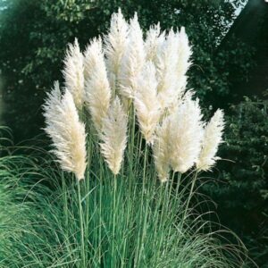 Pampas trava Cortaderia bela