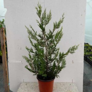 Cupressocyparis Leylandii 60 cm