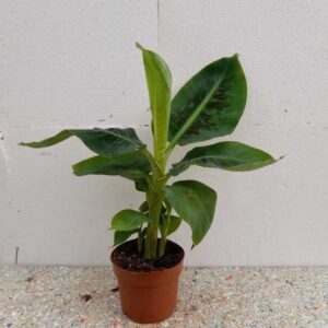 Banana Musa Tropicana mala