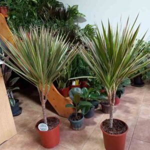 Šarena Dracaena