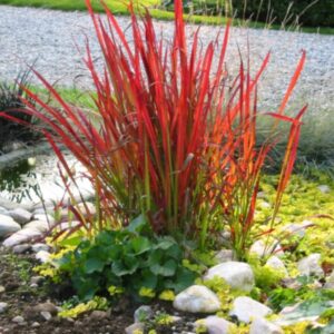 Imperata