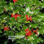 Božikovina - Ilex