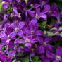 Clematis „Polish spirid“