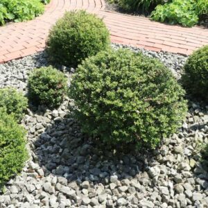 Božikovina - Ilex
