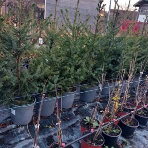 Picea Omorika 100-120 cm