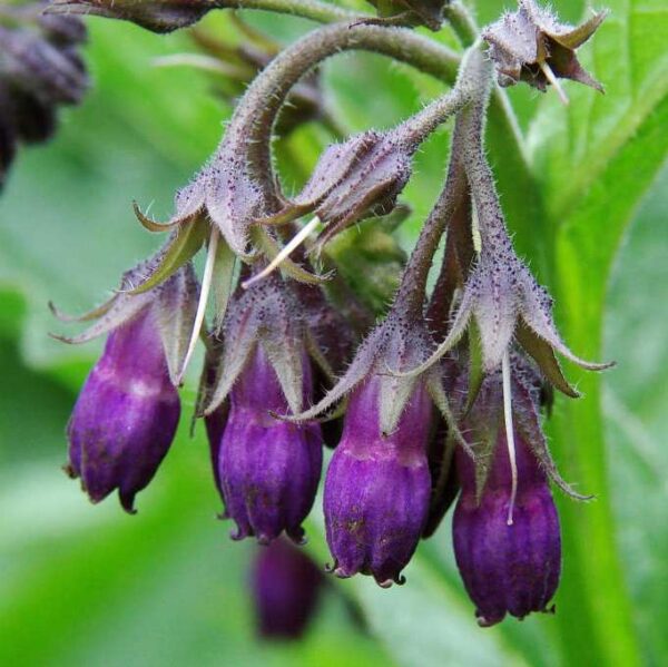 Crni Gavez Prodaja sadnica