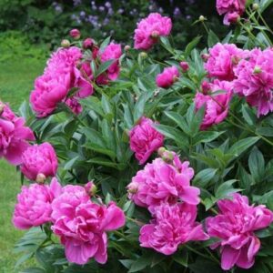 Božur pink/rozi - Prodaja sadnica