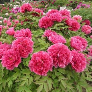 Božur pink/rozi