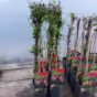Orlovi nokti Japonica Red World