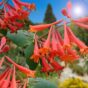 Orlovi nokti Dropmore Scarlet