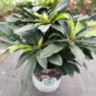 Rododendron beli