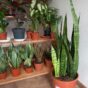 Sanseveria Indijansko pero