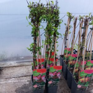 Orlovi nokti Japonica Red World