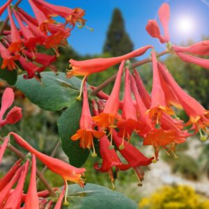 Orlovi nokti Dropmore Scarlet
