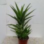 Zelena Aloja velika