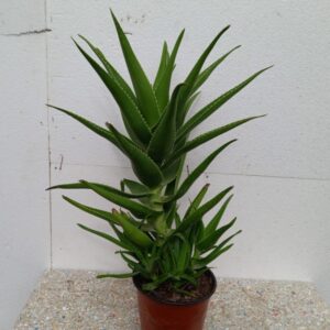 Zelena Aloja velika