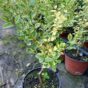 Euonymus