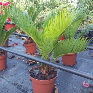 Cikas Palma 30 cm