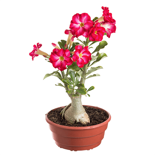 adenium1