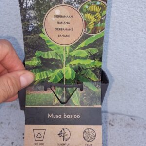 Banana Mussa Tropicana