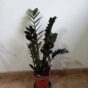 Zamioculcas Raven Crna zanija
