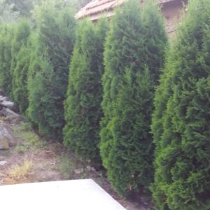 Stubasta tuja - Kolumna 205-230 cm