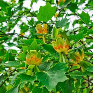 Liriodendron
