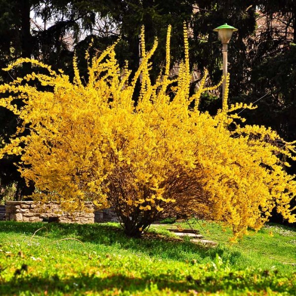 Weeping-Forsythia-Hero