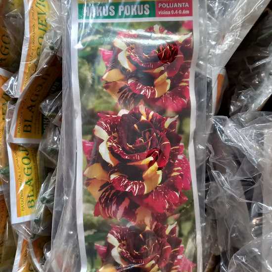 hokus pokus