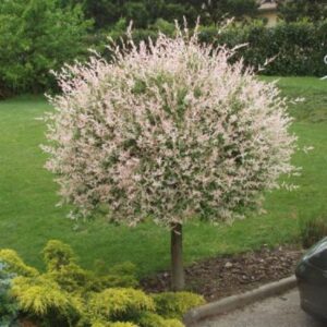 Vrba Salix Integra na štapu 50 cm