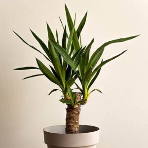Yucca