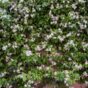jasmin