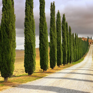 Totem - Cupressus sempervirens 150 cm